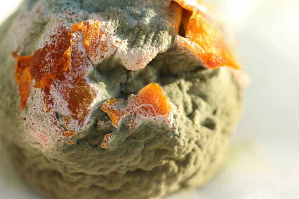 mouldy orange